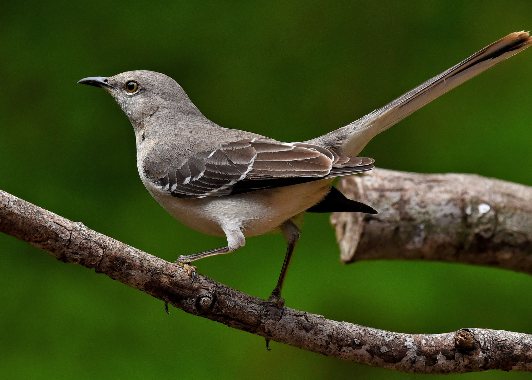 'Northern Mockingbird'
